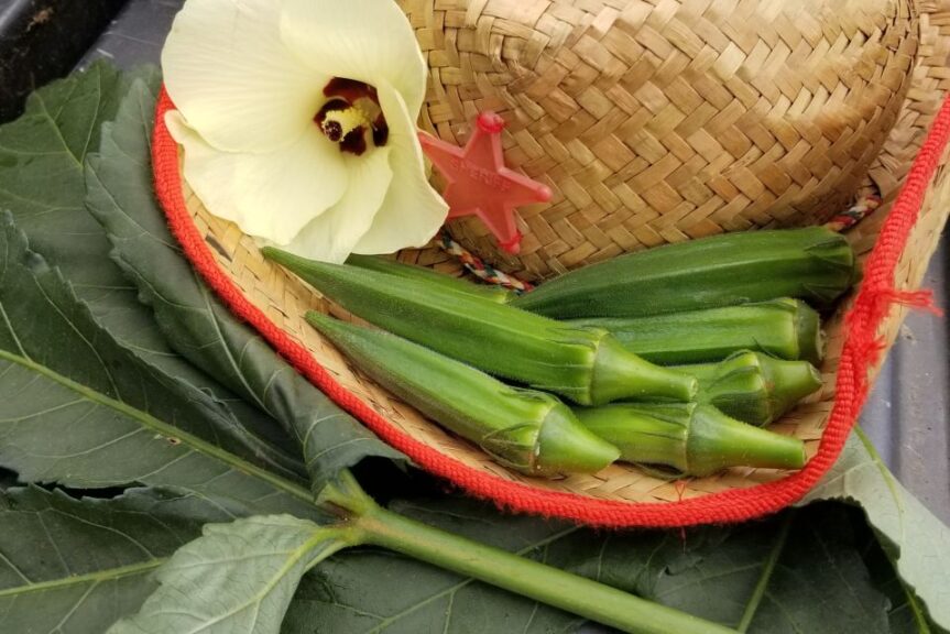 Buffalo Bill Hero okra (Seedway)