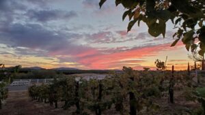 California Grape Growers Dealing With Herbicide Shortages