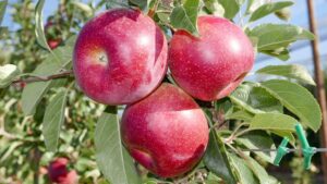 New Zealand and Spain Release First ‘Hot-Climate’ Apple
