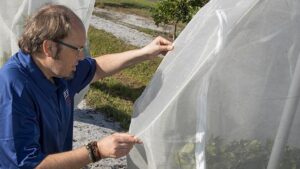 Bag It up! Mesh Covers Prove Effective in Sacking Citrus Psyllids