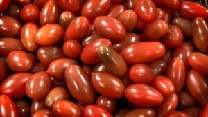 There’s a New Shining Star in the Tomato World: Hello ‘Moonshadow’