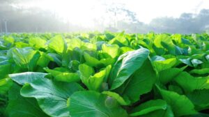 How Optimal Soil Health Can Help Reduce Farm Costs