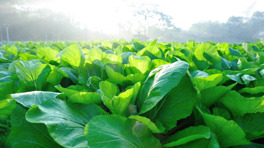 closeup of mustard cover crop