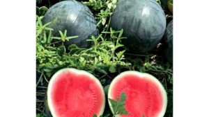 Dark Knight (Syngenta Vegetable Seeds, Gowan Seed Company)