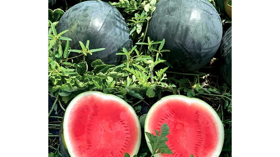 Dark Knight (Syngenta Vegetable Seeds, Gowan Seed Company)