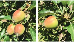 Accede PGR Now Available to Extend Chemical Thinning Window for Apples