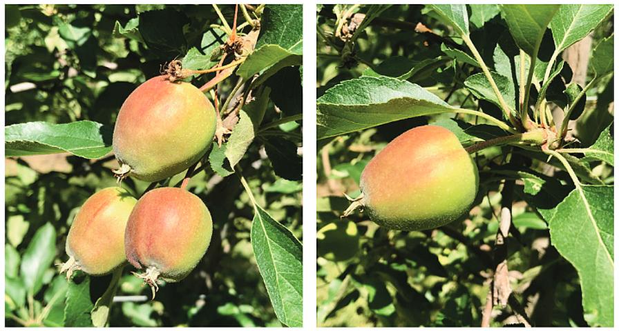 Accede PGR Now Available to Extend Chemical Thinning Window for Apples
