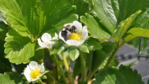 Biopesticides Flaunt Flexibility for Produce Growers