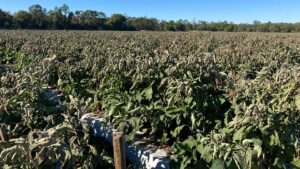 State of Emergency in Florida To Help Growers Affected by Record Cold