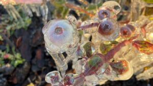 Why Georgia Blueberries Might Be Left Out in the Cold This Season