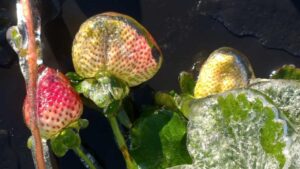 Help on the Way for Florida Growers Clobbered by Recent Cold Snap