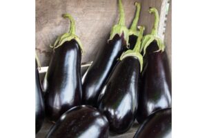 Gaudi (Pure Line Seeds, Stokes Seeds Inc.)