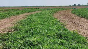 Study Shows Mobile Drip Irrigation Can Be a Winner for Watermelon