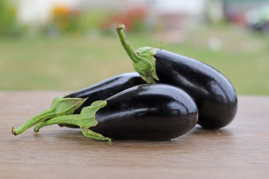 Picasso (Pure Line Seeds, Stokes Seeds Inc.)
