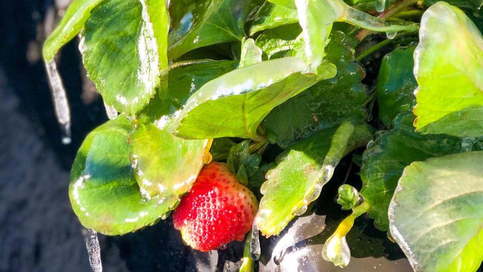 8. Cold Snap Lights Fire Under Florida Farmers To Take Stock of Crops