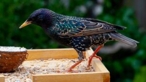 Which Birds Pose the Greatest Food-Safety Risk?