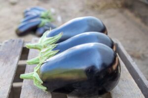 Thanos (Pure Line Seeds, Inc., Gowan Seed Company)