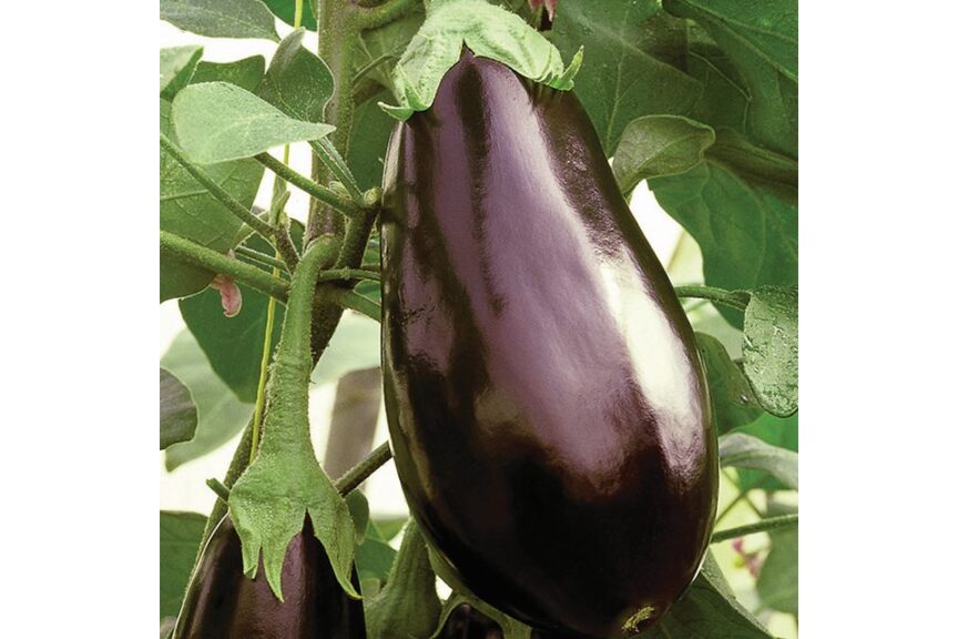 Traviata (Enza Zaden, Osborne Quality Seeds)