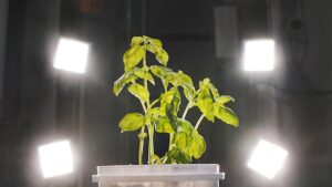 Leafy Greens That Turn Purple? They Might Be Contaminated