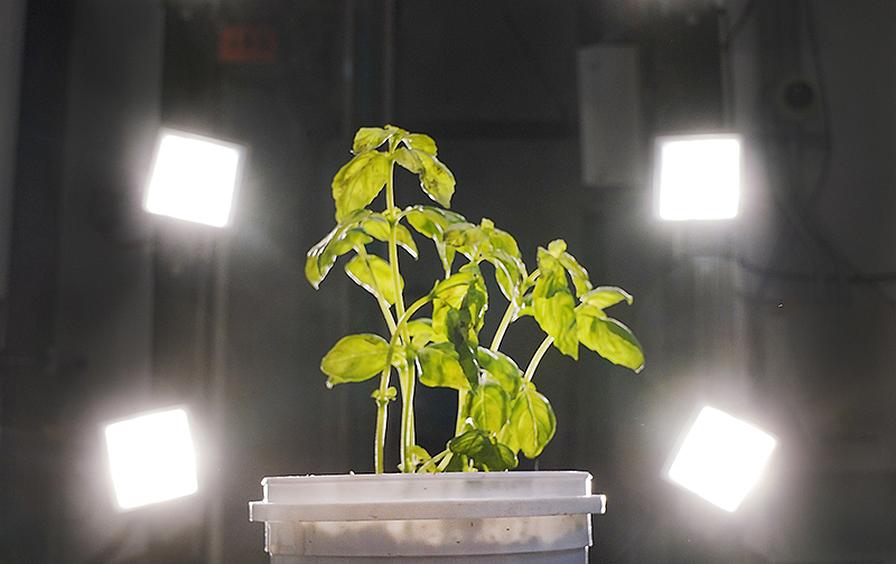 Basil plant under hyperspectral lighting