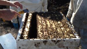 Beekeepers Feeling Sting Amid Aftermath of Hurricane Ian