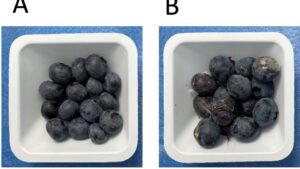 Nationwide Project Going In Search of Better Berries
