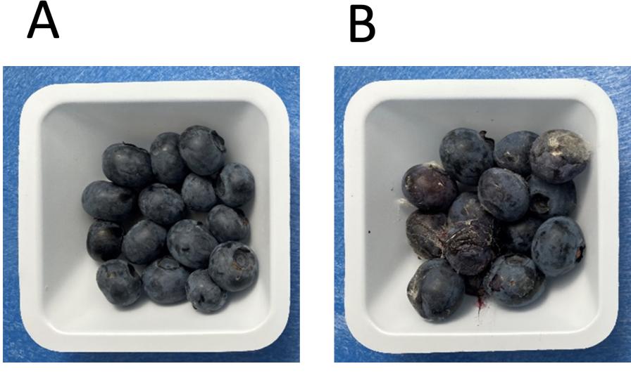 Nationwide Project Going In Search of Better Berries
