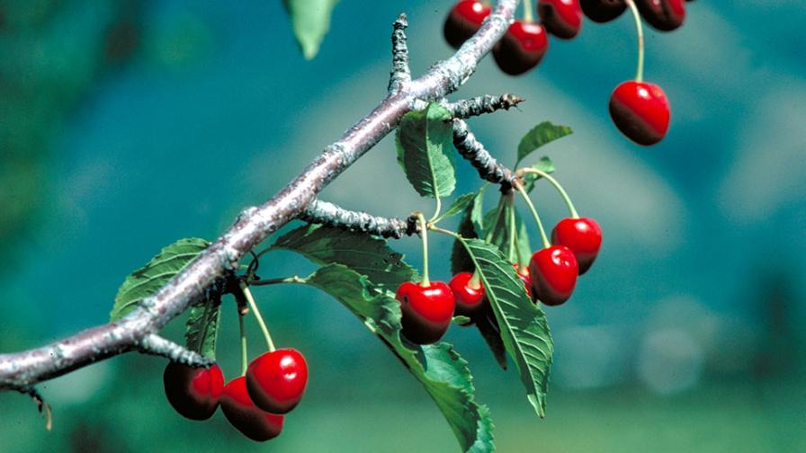 A Solution To Fending off Leafhoppers in Stone Fruit