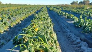 Cold Snap Lights Fire Under Florida Farmers To Take Stock of Crops