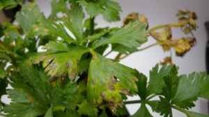 Don’t Be Late to the Fight Against Early Blight of Celery