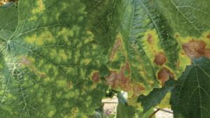 Grape Growers Take on the Red Blotch Challenge