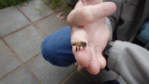 Oh, Bee-Have! New Study Could Help Keep the Peace for Pollinators