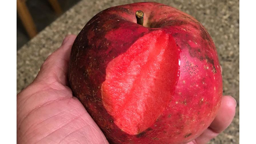 up close look at red fleshed apple