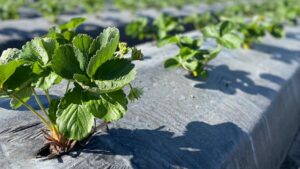 Advice To Help Growers Paint the Total Plant Health Picture