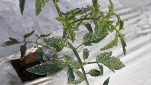 Wanna Keep Whiteflies Off Your Veggie Crops? This Slick Spray Mix Might Do the Trick