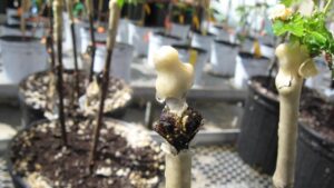 What Really Happens to Grapevines During the Dormant Season?