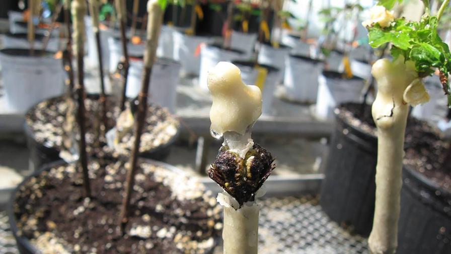 What Really Happens to Grapevines During the Dormant Season?