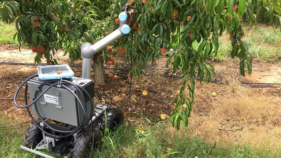 Peach robot in the field