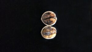 New Pathogens are the Culprit for More California Walnut Mold