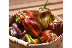 Candy Cane Chocolate Cherry (PanAmerican Seed | Osborne Quality Seeds)