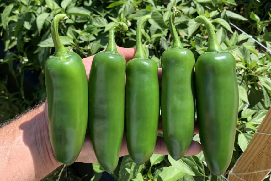 Catarino (Gowan Seed)