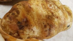 Potato Pink Eye a Disorder Growers Need to Watch Out For