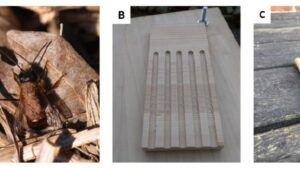 Pome Fruit Pollination Strategy: Protect the Mason Bee