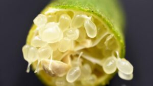 Are Finger Limes a Good Option for Florida Citrus Growers?