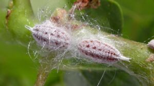 New Approach for Pistachio Growers To Wrangle Gill’s Mealybug
