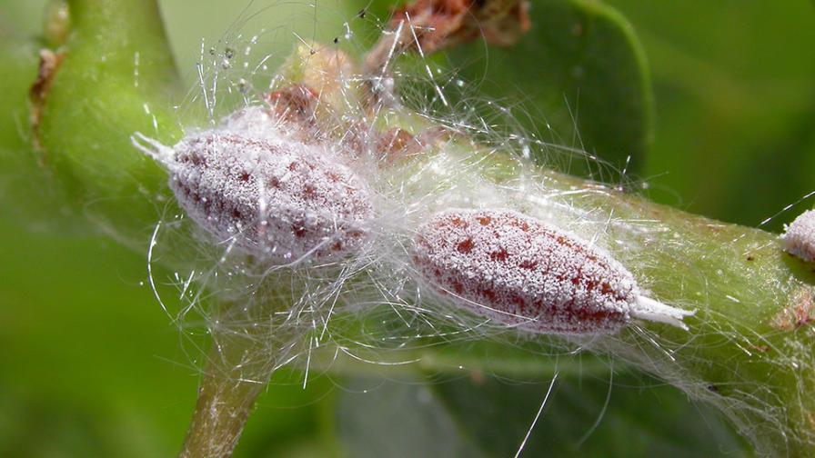 New Approach for Pistachio Growers To Wrangle Gill’s Mealybug
