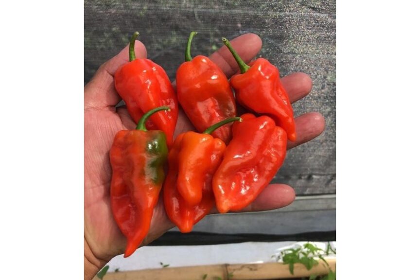 Velociraptor (Johnny's Selected Seeds)