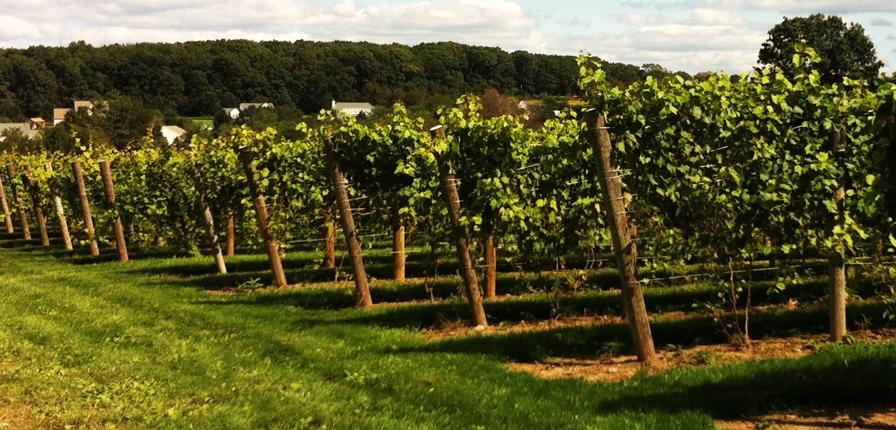 vineyard landscape