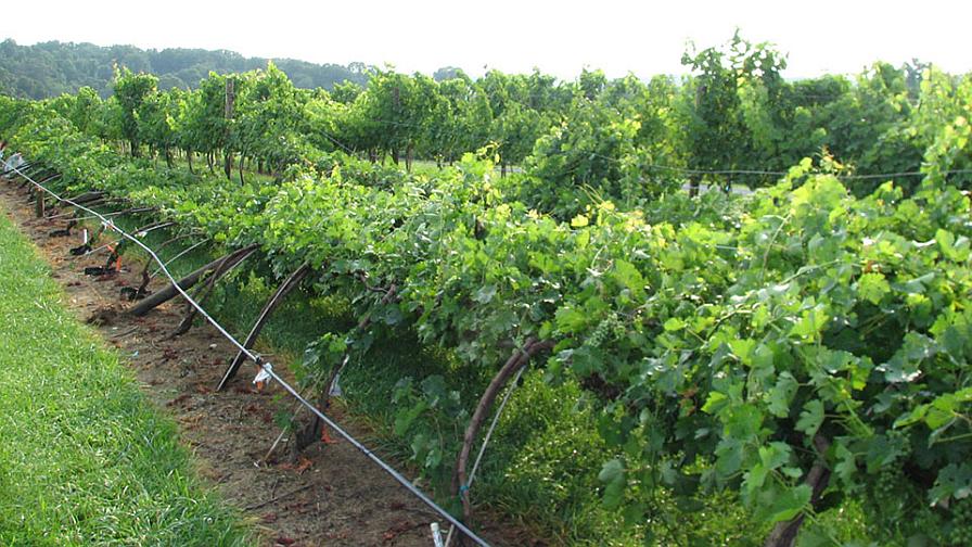 Fallen vineyard trellis
