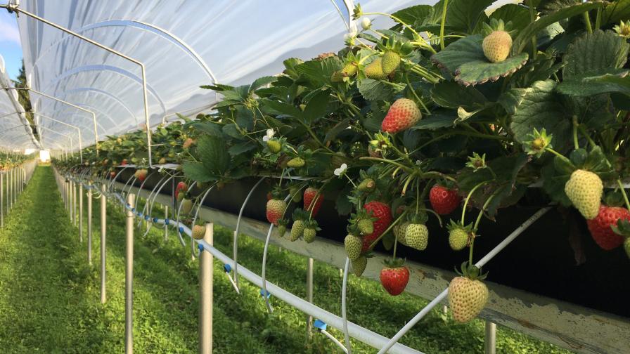 Why Growing Strawberries Without Soil Is Gaining Ground